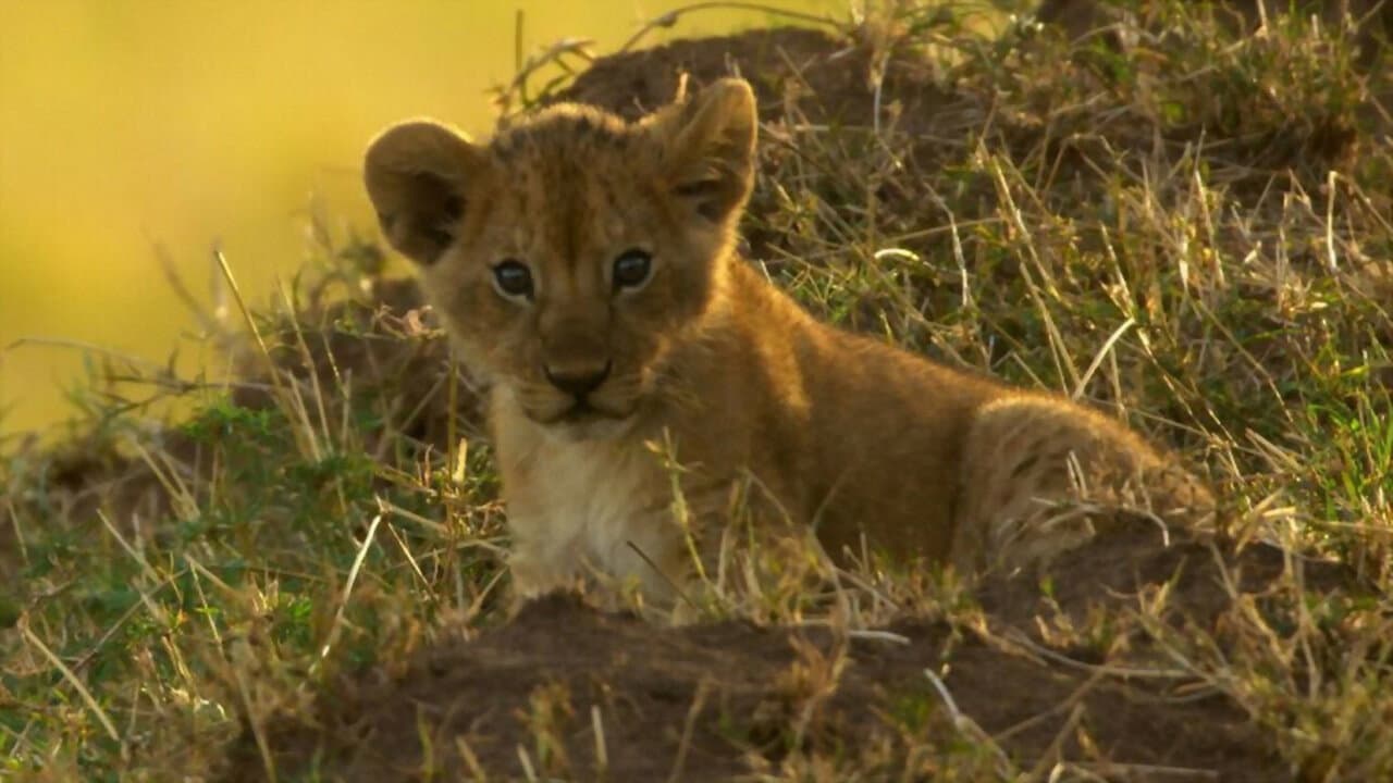 Backdrop – Peur sur la savane