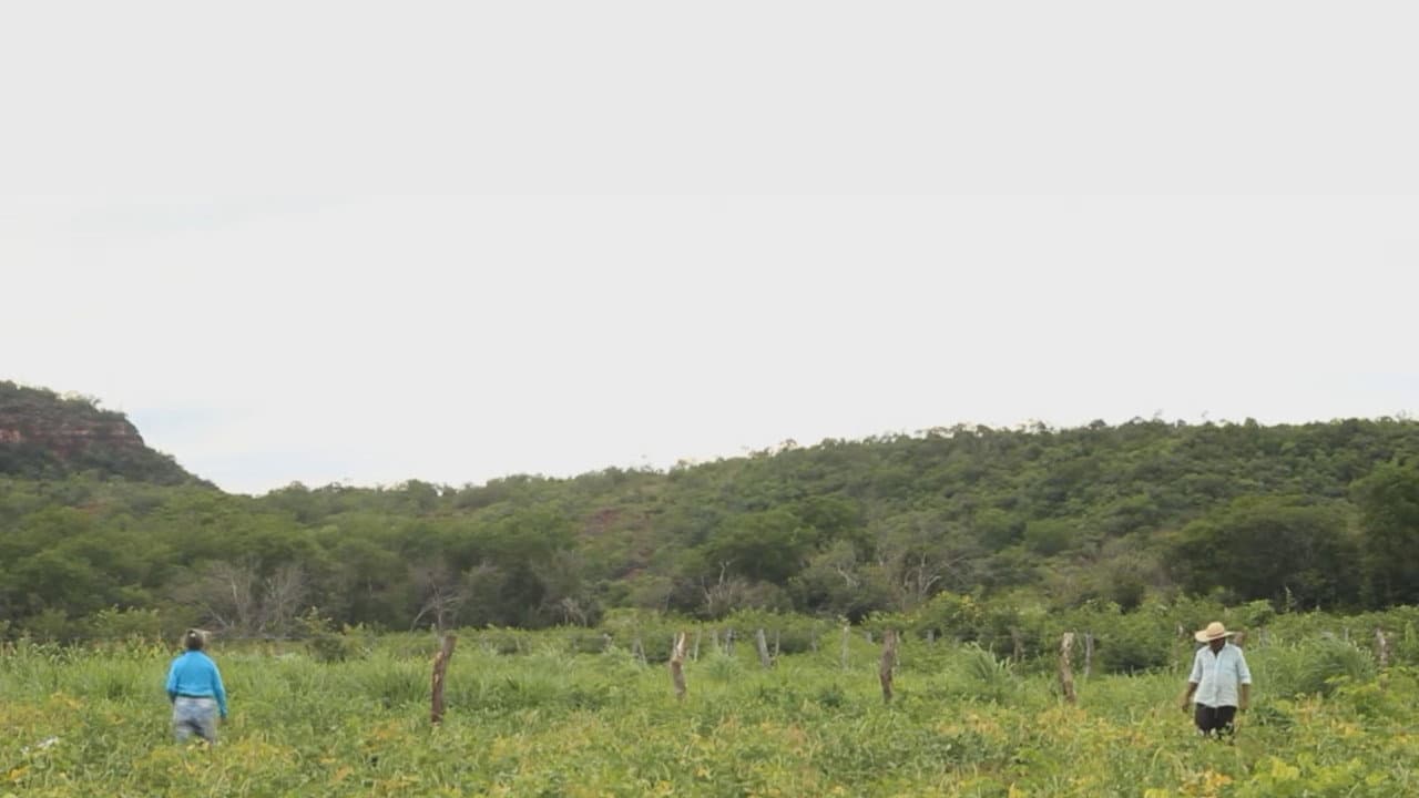 Backdrop – Antonico: Por Onde Andam os Migrantes Nordestinos?