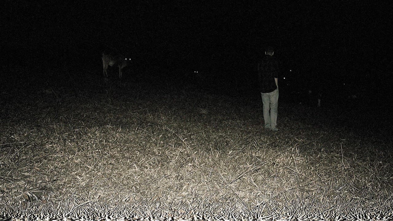 Backdrop – Predação Noturna