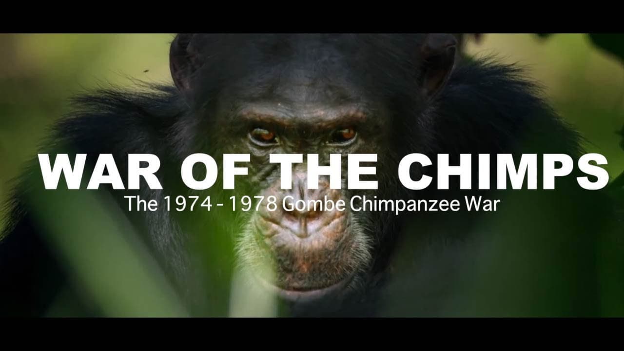 Backdrop – World War Chimp | The Brutal 1974 - 1978 Gombe Chimpanzee War: Documentary