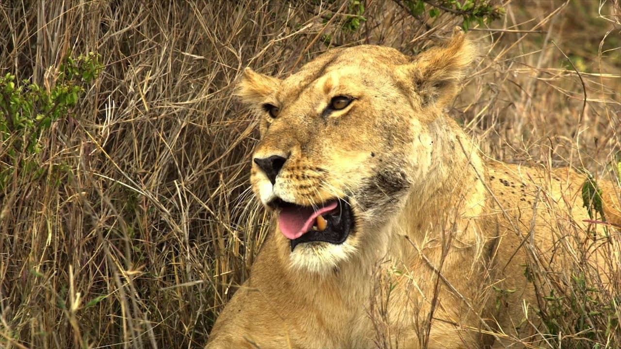 Backdrop – Serengeti: Nature's Greatest Journey