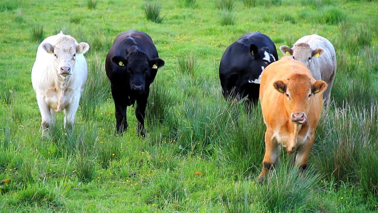 Backdrop – put the goat in the goat boat