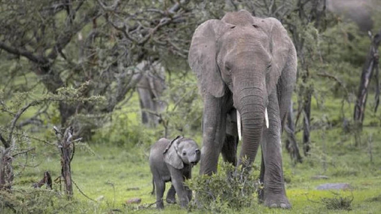 Backdrop – Petit éléphant
