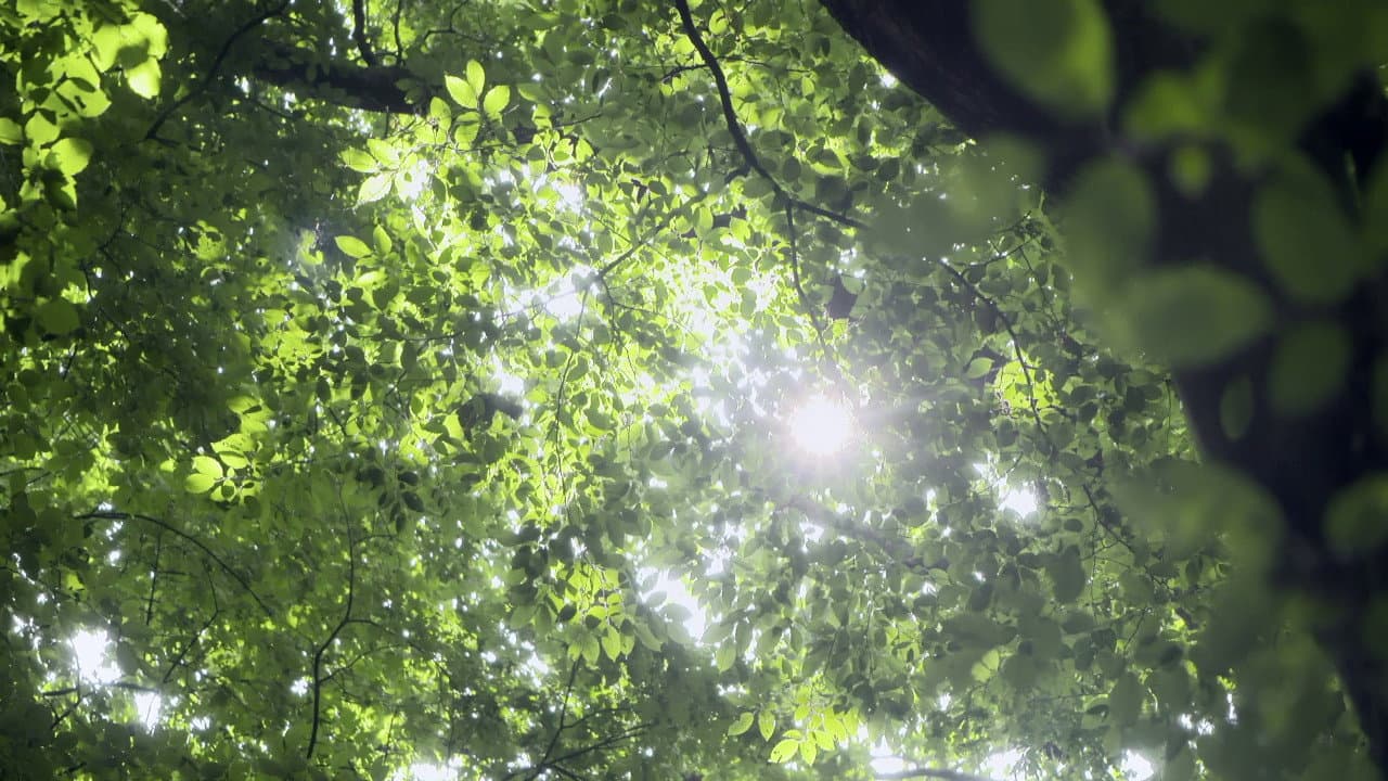 Backdrop – Yellow Brick Road