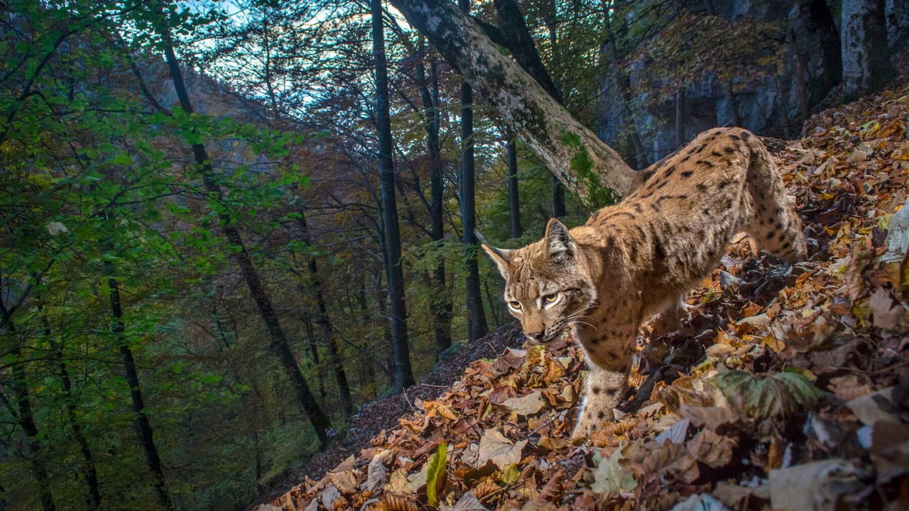 Backdrop – Le Retour fragile du lynx