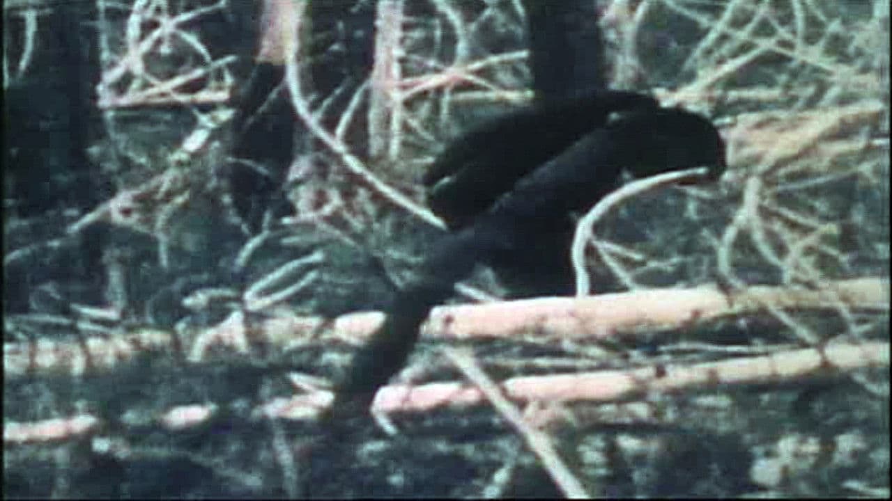 Backdrop – The Legend of Bigfoot