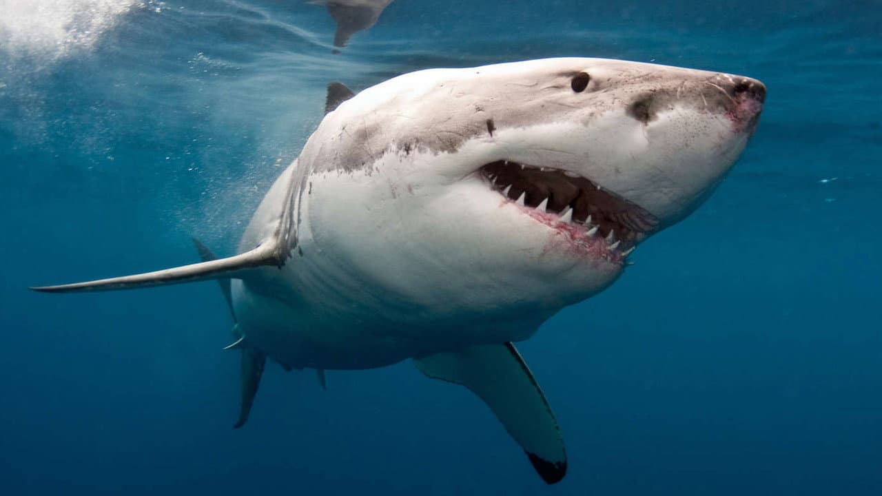 Backdrop – The Search for the Ocean's Super Predator