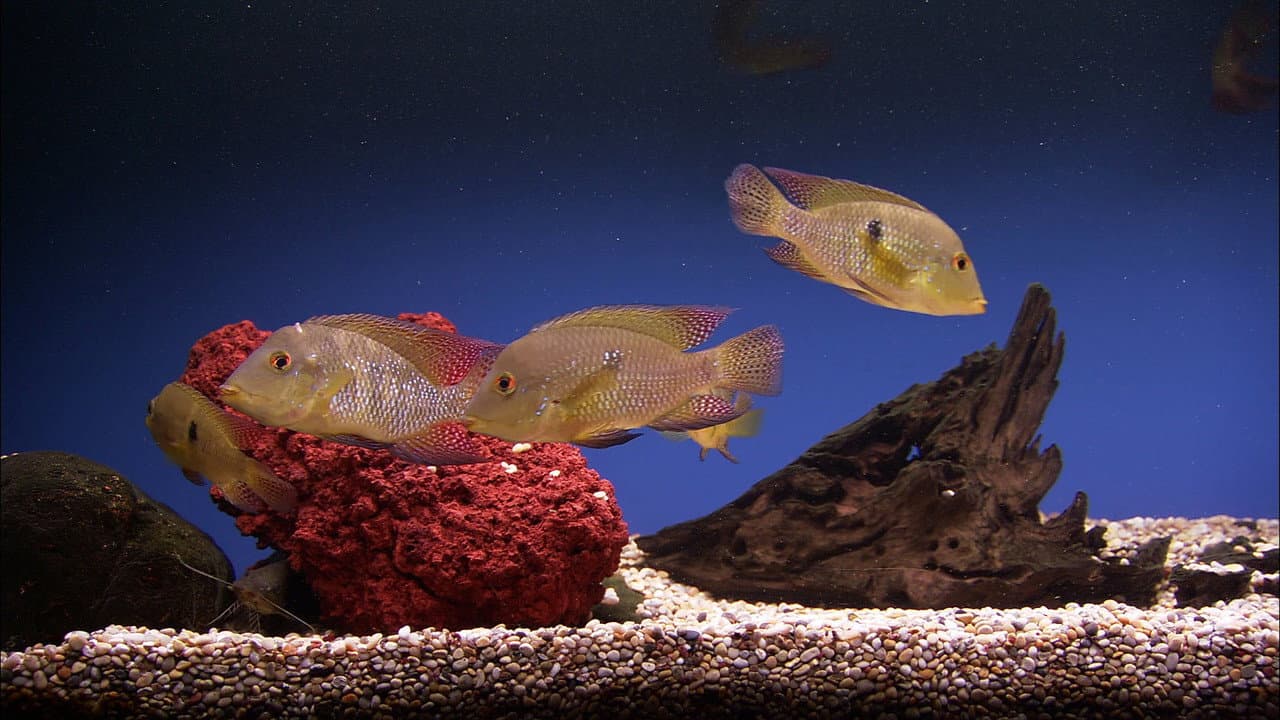 Backdrop – Plasma Art Classic Aquariums