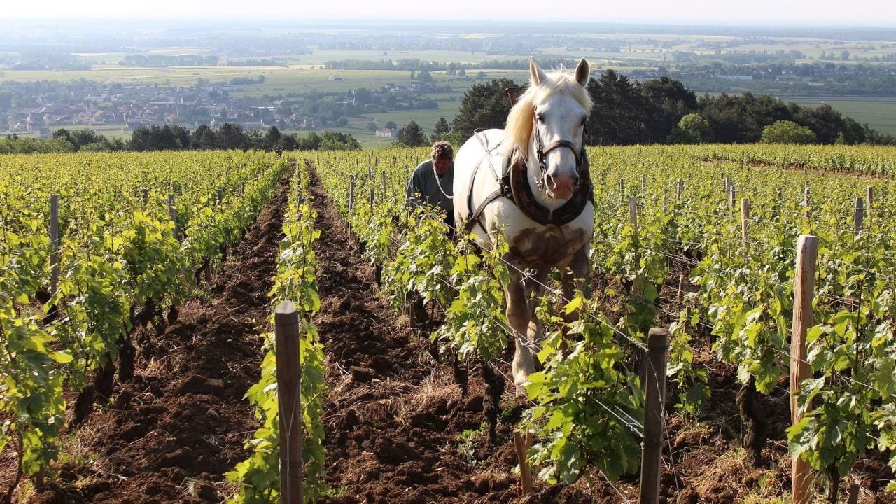 Backdrop – Grand Cru