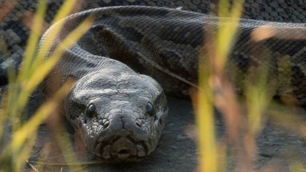 Backdrop – Squeeze: African Python