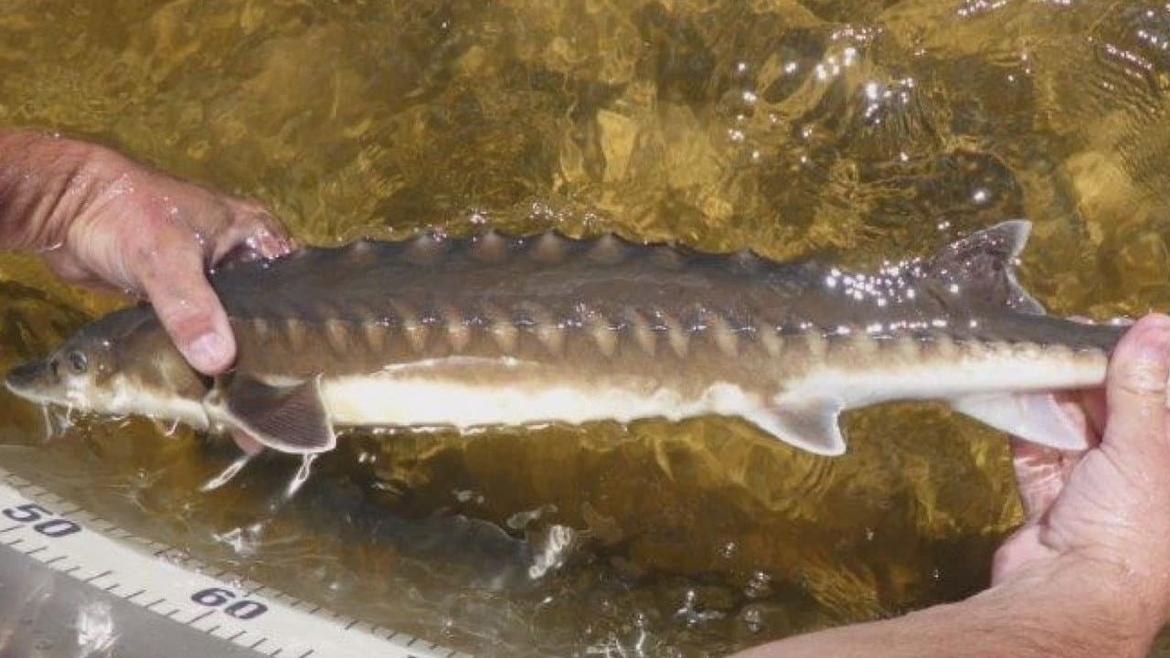 Backdrop – Der Milliarden-Dollar-Fisch