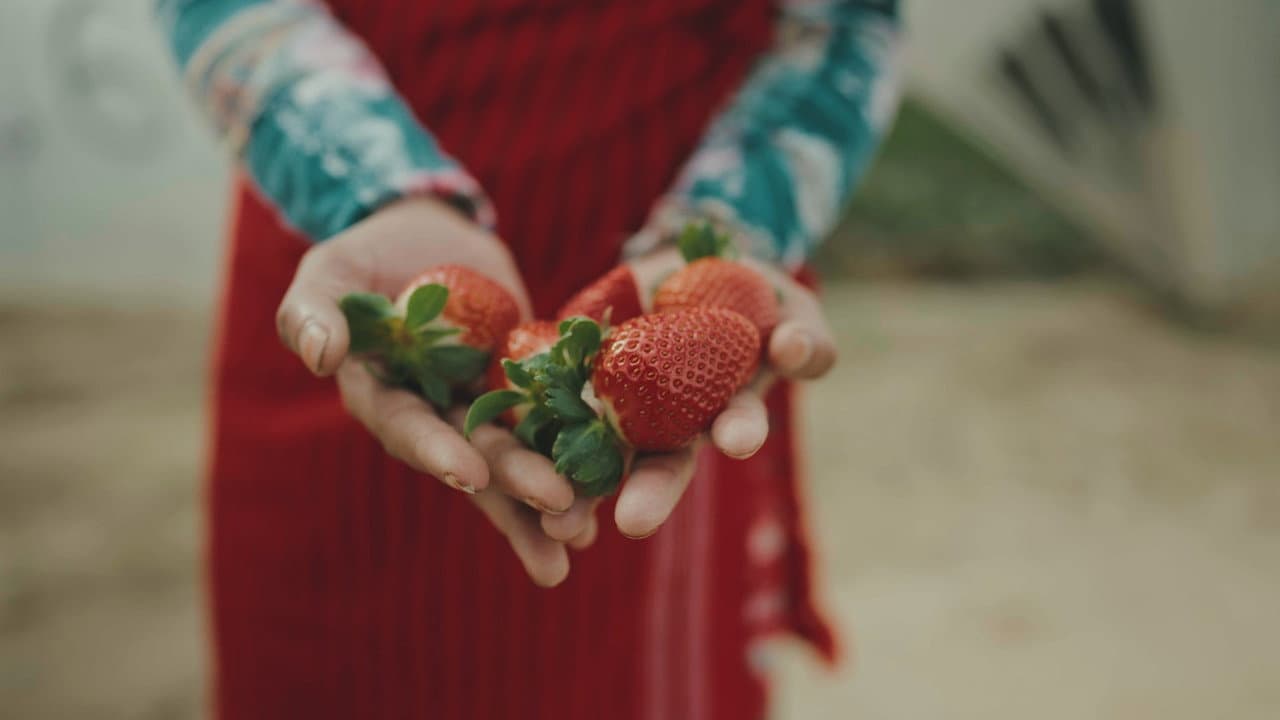 Backdrop – Bittere Früchte - Ausbeutung in der Landwirtschaft