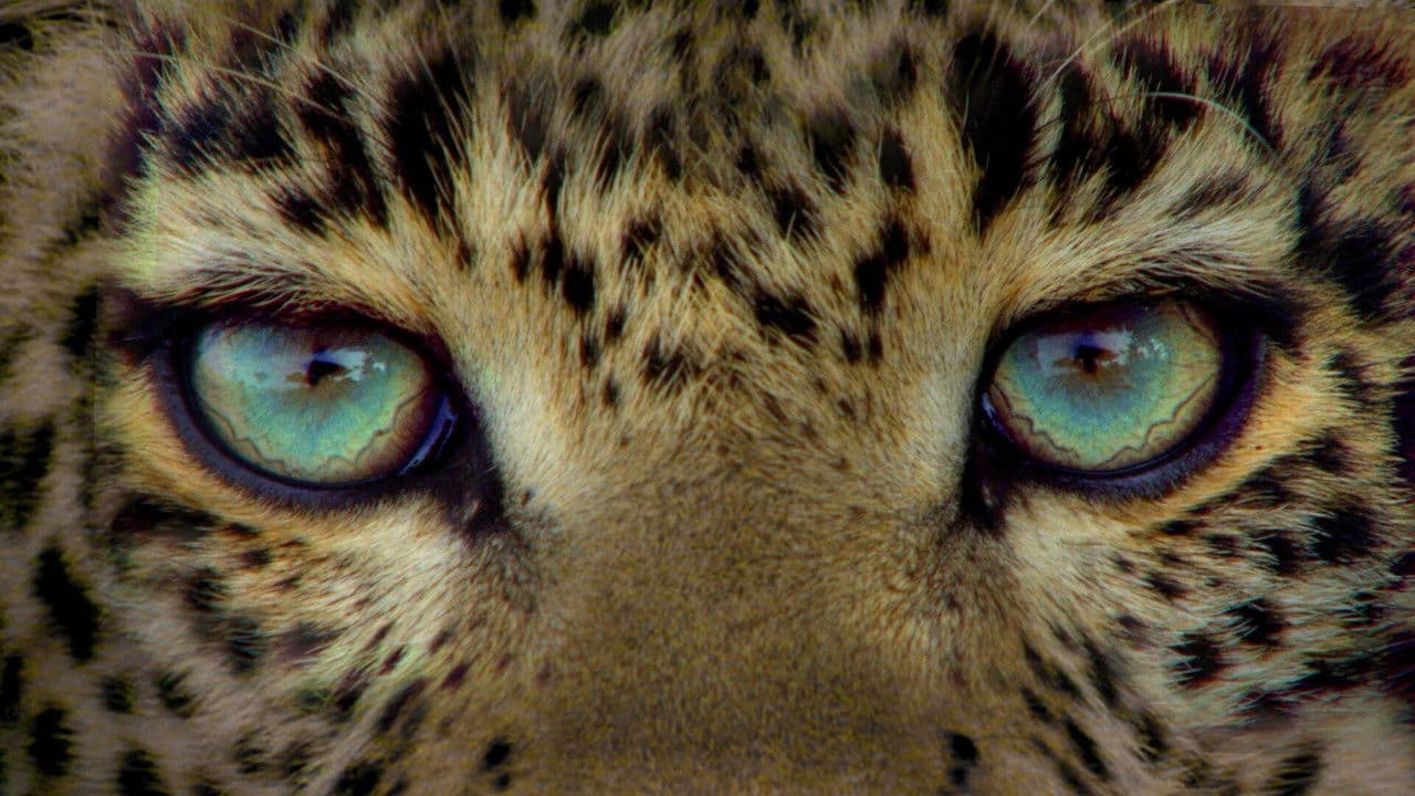 Backdrop – Der Leopard mit den Jade-Augen