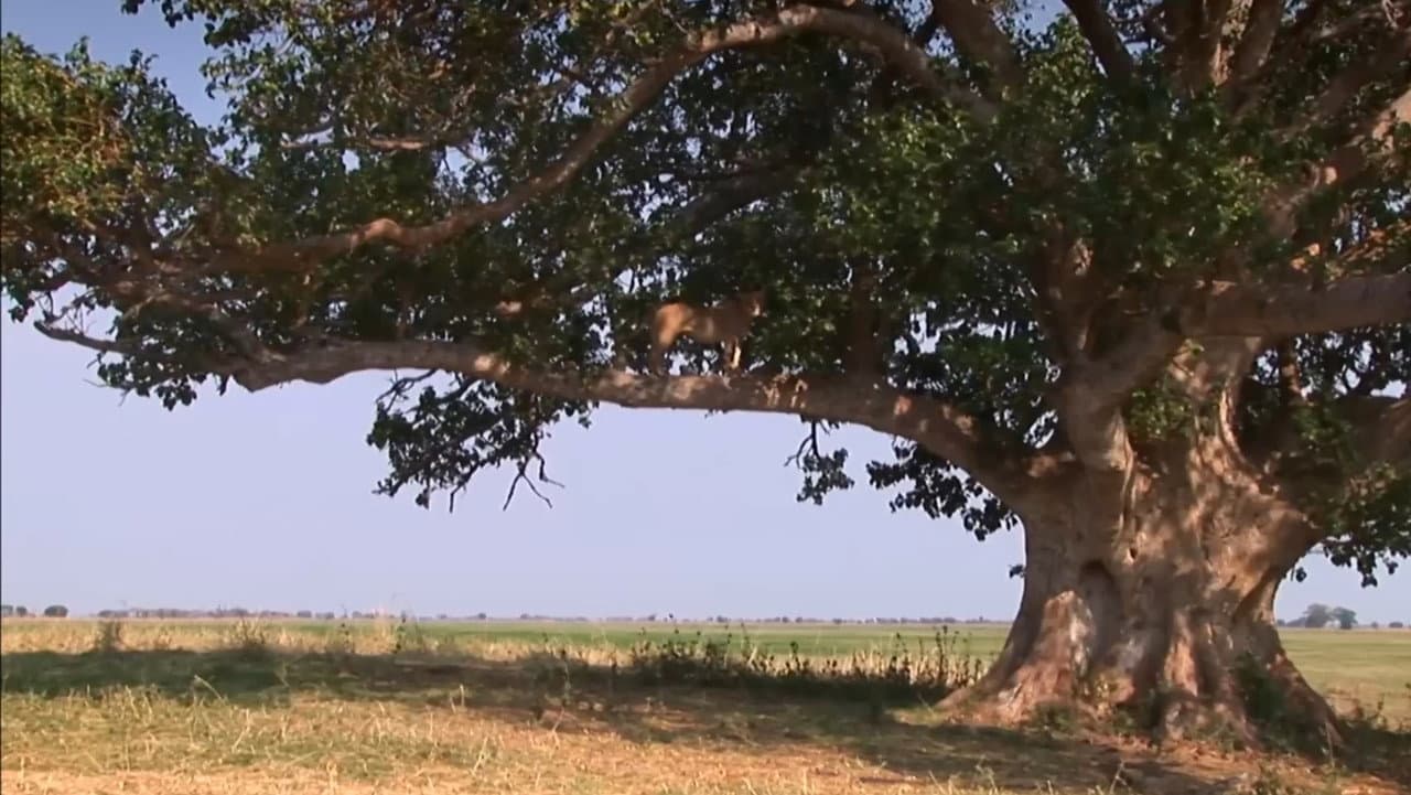 Backdrop – The Lion Tree