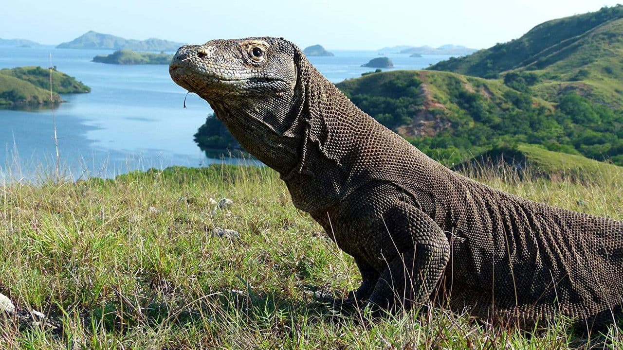 Backdrop – Die Dracheninsel