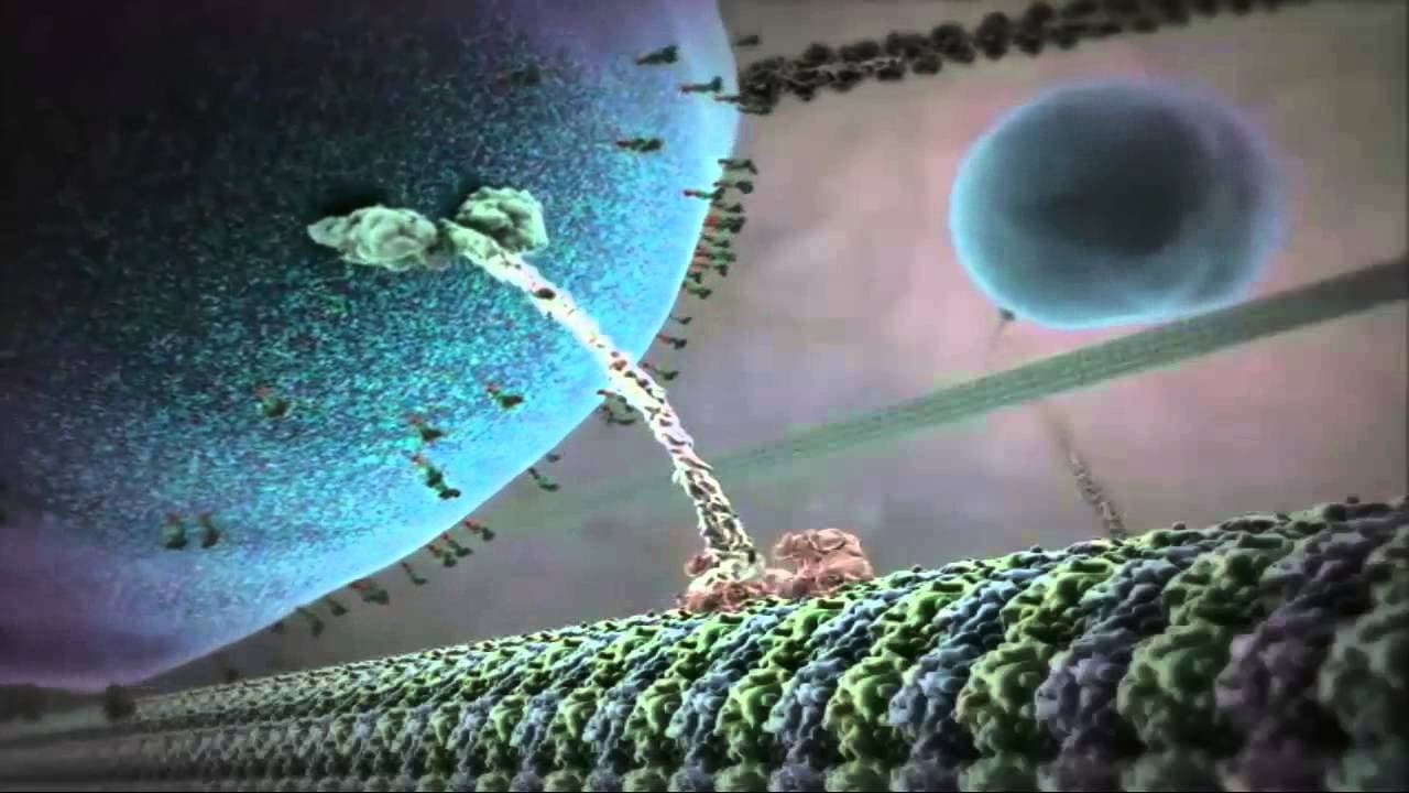 Backdrop – The Inner Life of the Cell