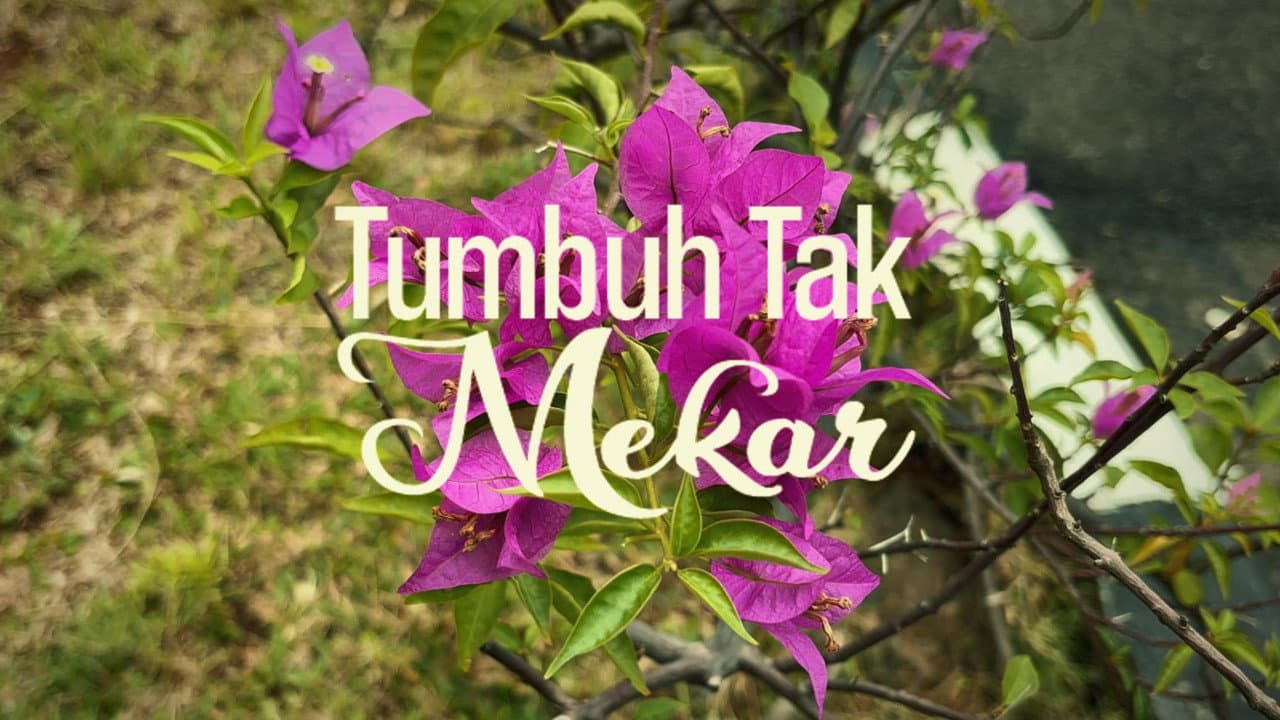 Backdrop – Tumbuh tak Mekar