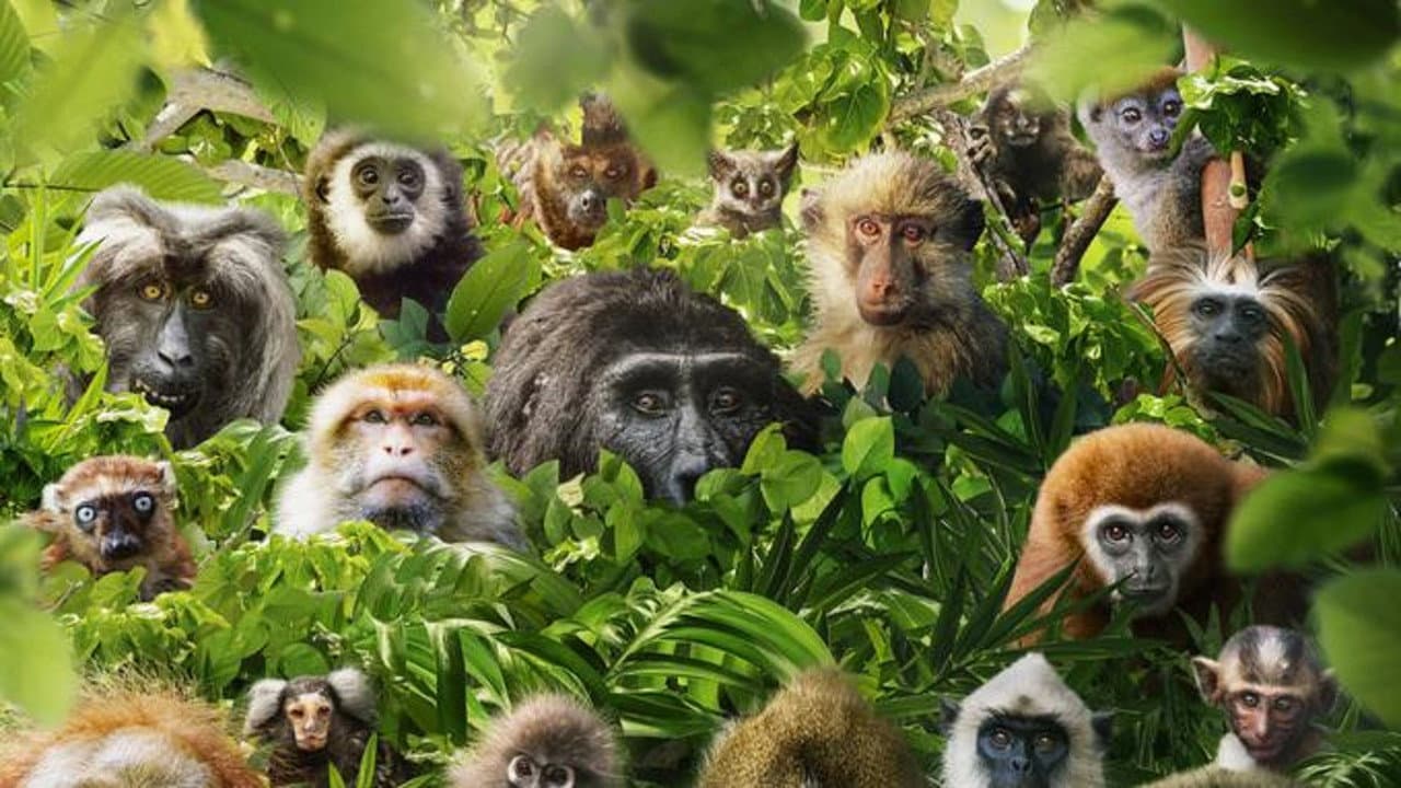 Backdrop – Dans le secret des primates