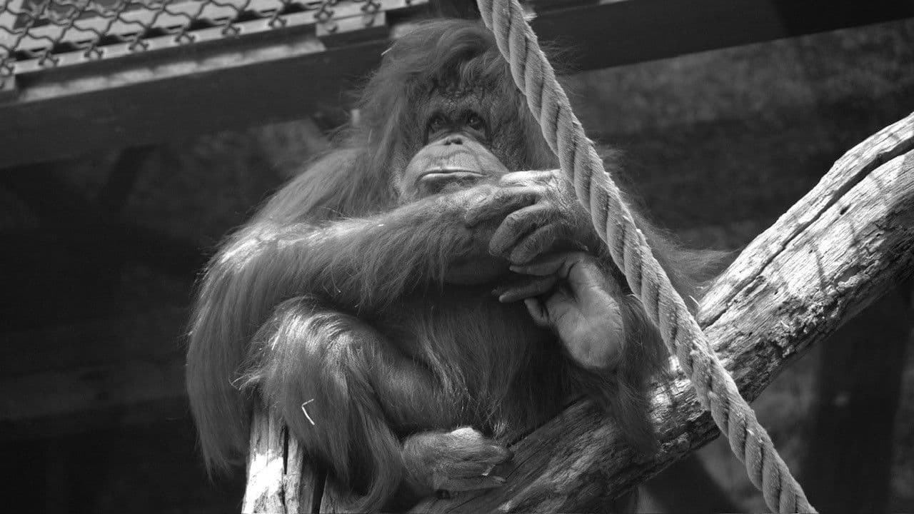 Backdrop – Nénette