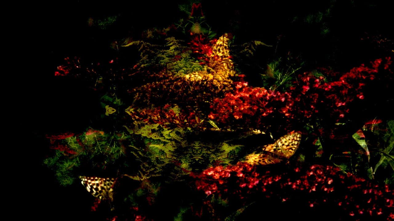 Backdrop – Sfarfallii liberali 360°