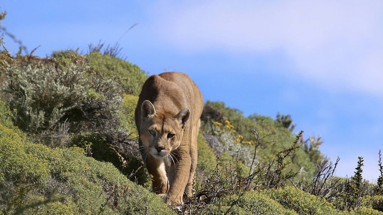Backdrop – Puma: Lion of the Andes