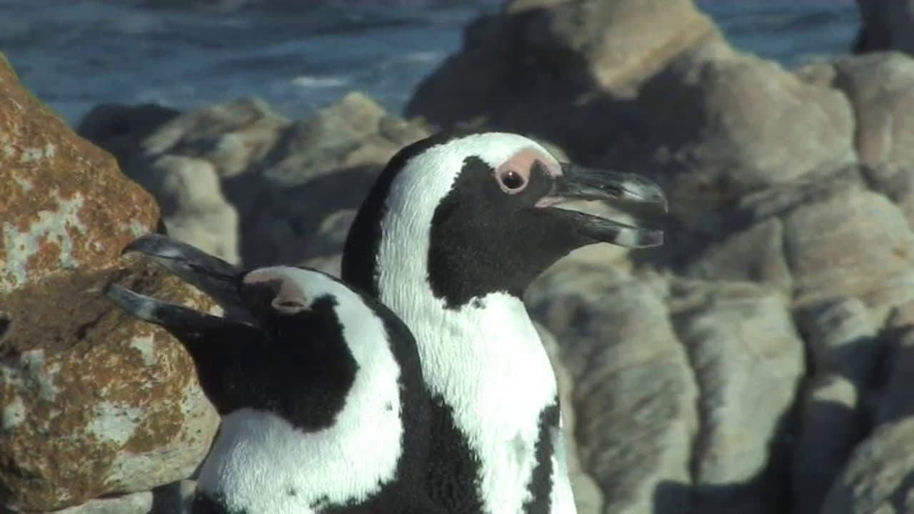 Backdrop – The African Penguin