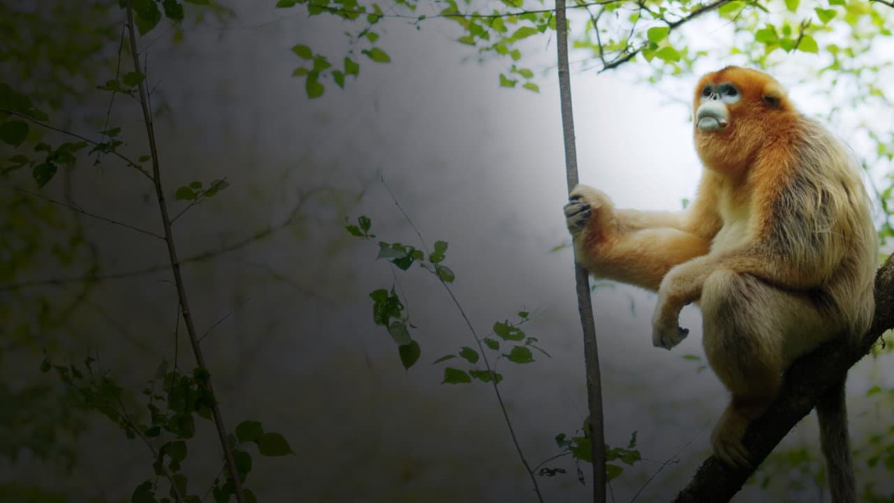 Backdrop – Souvenirs d'un singe doré