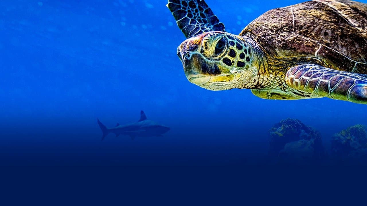 Backdrop – Turtle Odyssey