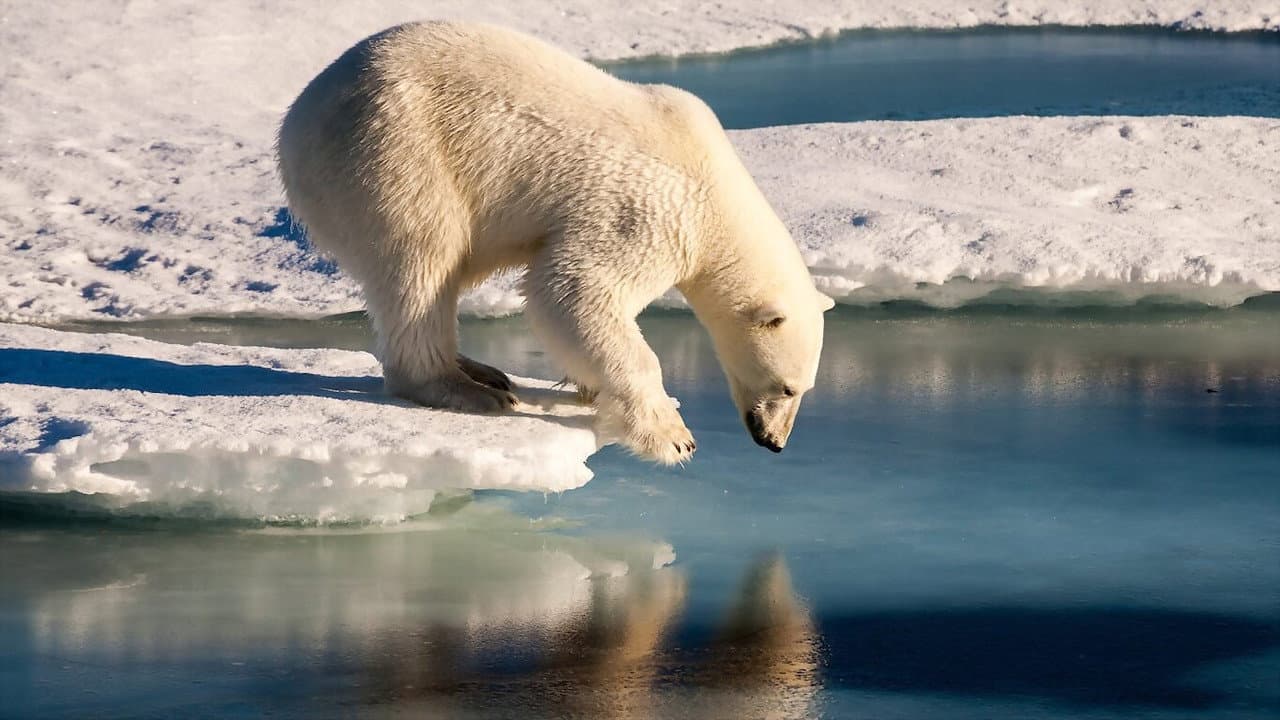 Backdrop – Polar Bears