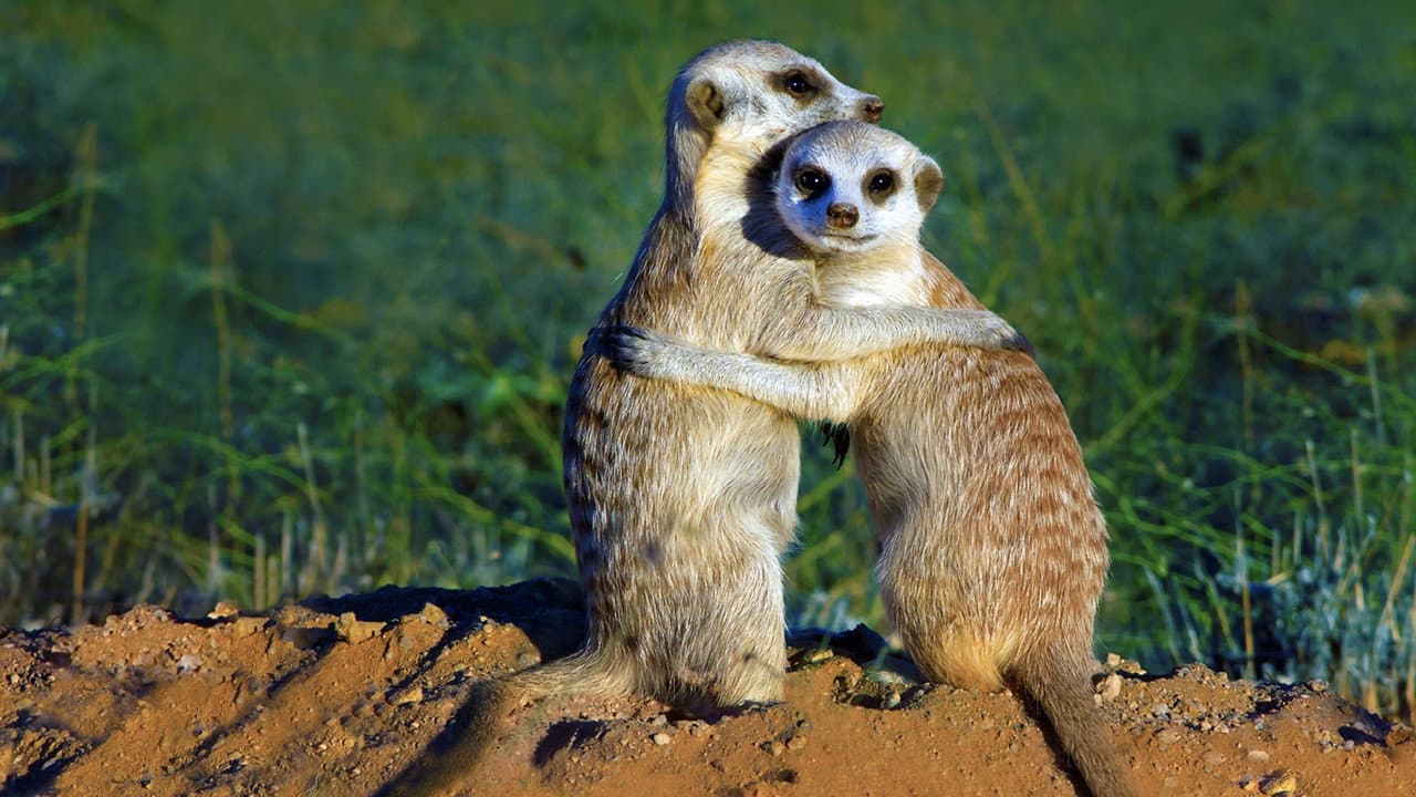 Backdrop – Der Clan der Erdmännchen
