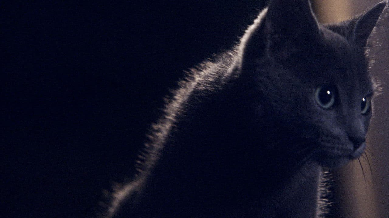 Backdrop – Somos animales