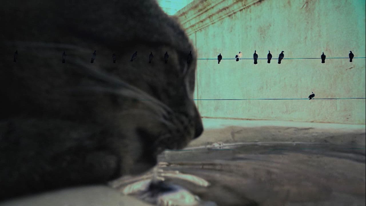 Backdrop – 7 Vidas