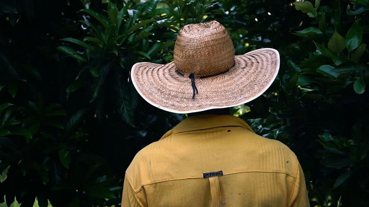 Backdrop – Bauxita