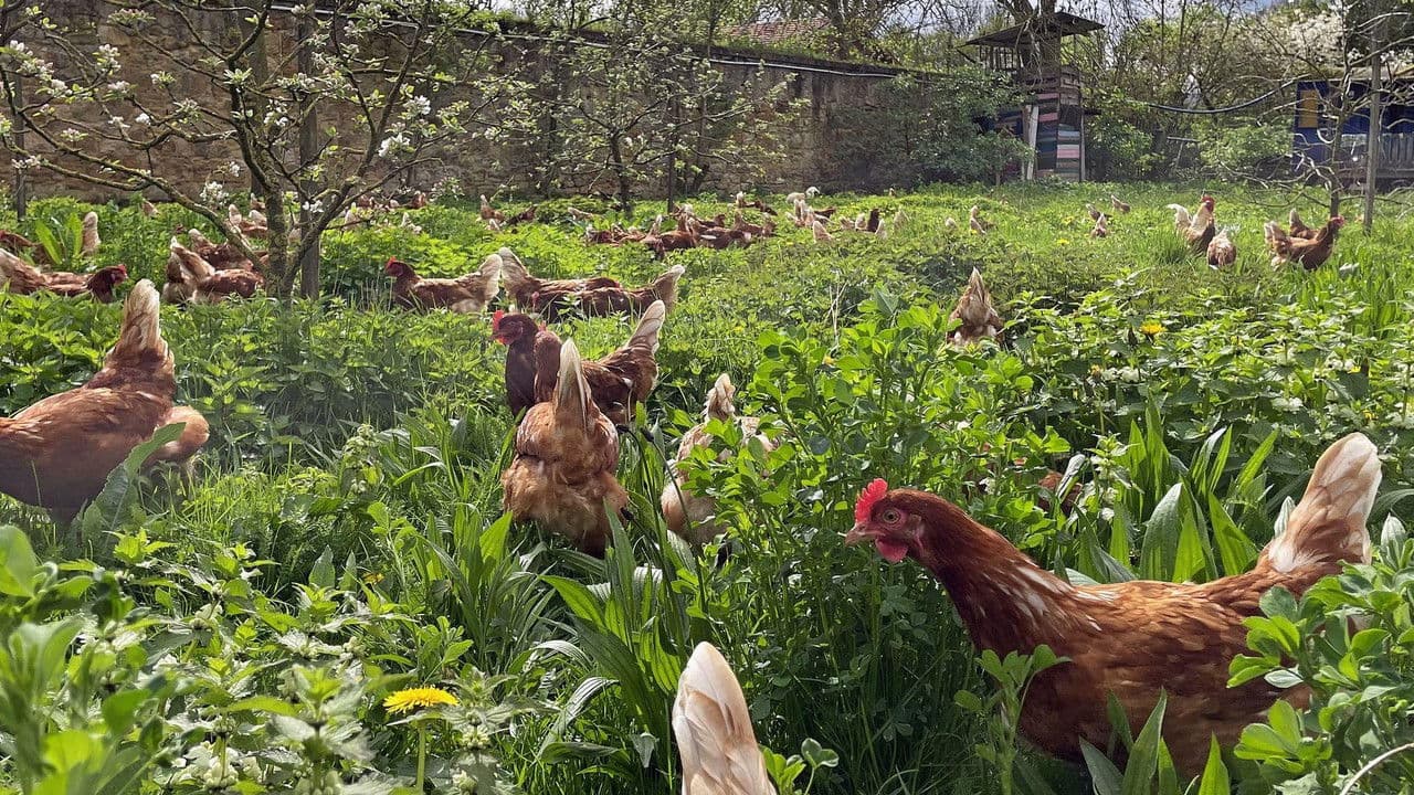 Backdrop – Die Bio-Revolution - Die Karriere der ökologischen Landwirtschaft