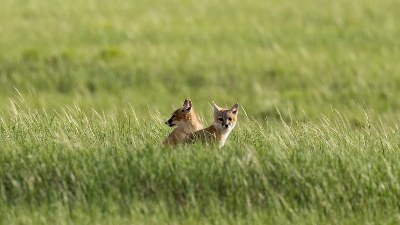 Backdrop – The Return of Nóouhàh-Toka’na