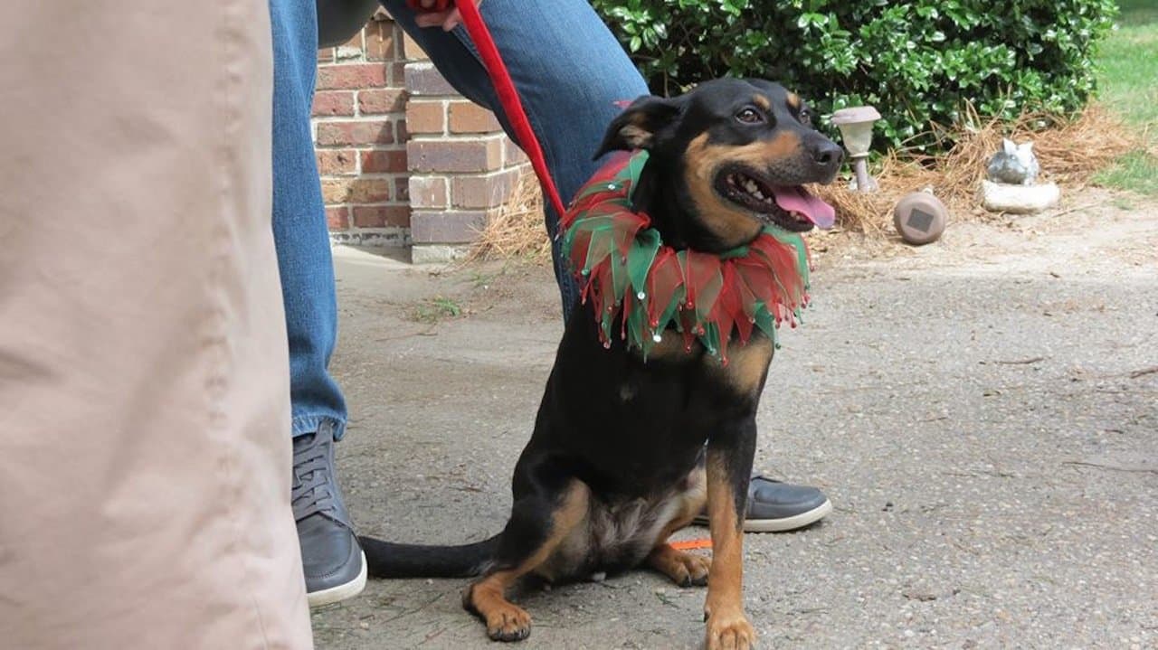 Backdrop – 12 Dog Days Till Christmas