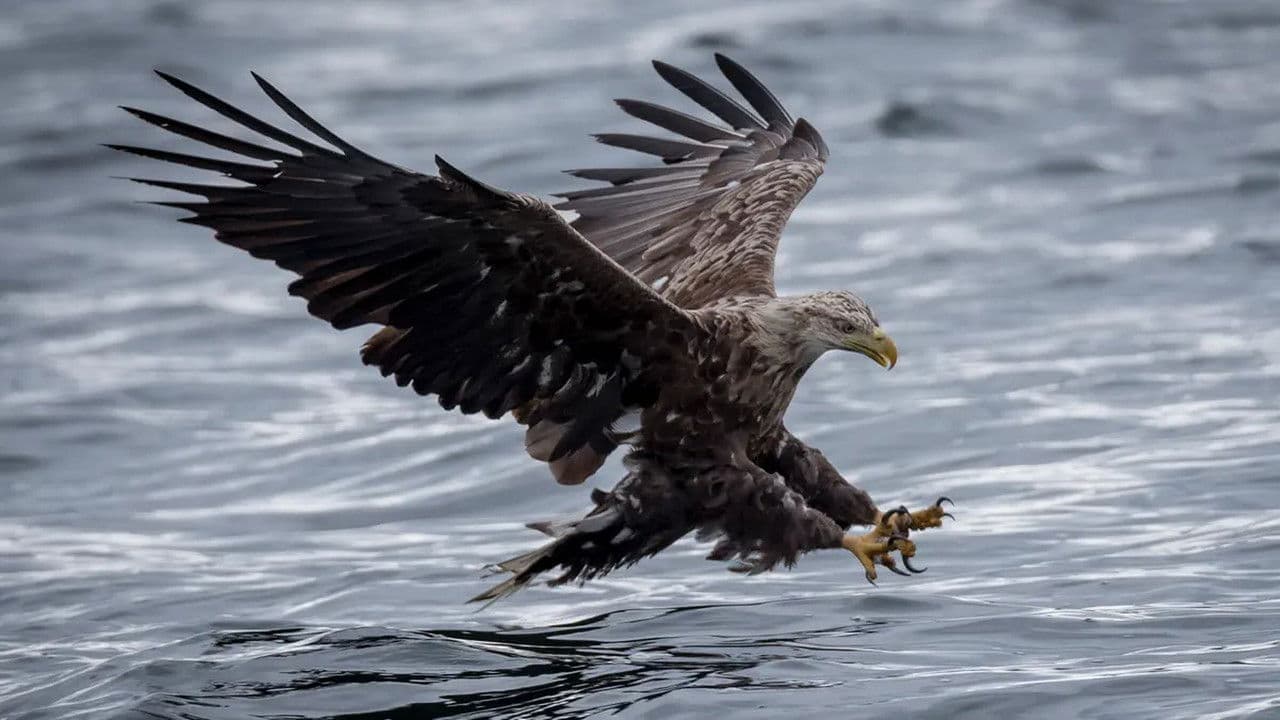 Backdrop – Where Eagles Dare