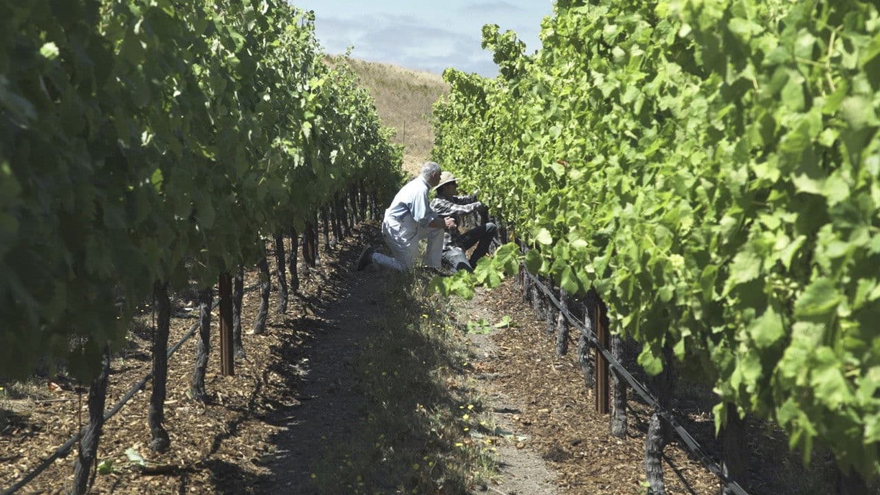 Backdrop – Living Wine