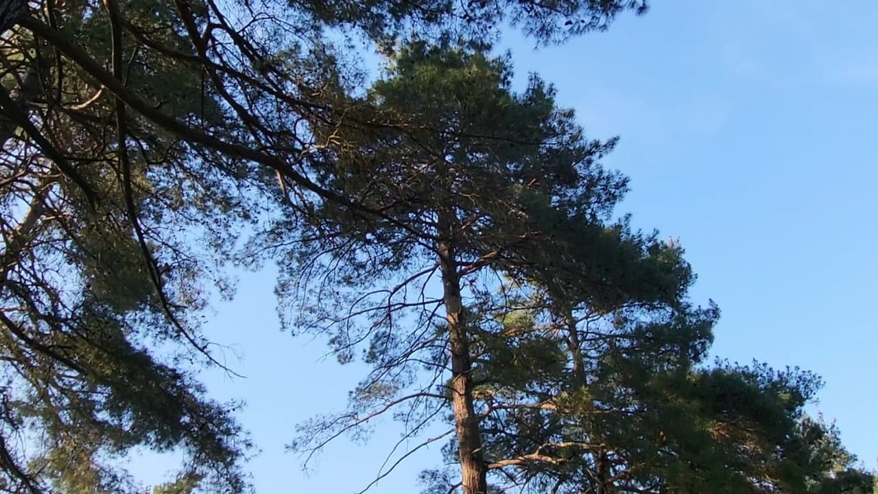 Backdrop – When I'm gone I'd like to be a part of the trees feeling the breeze while the birds freely sing