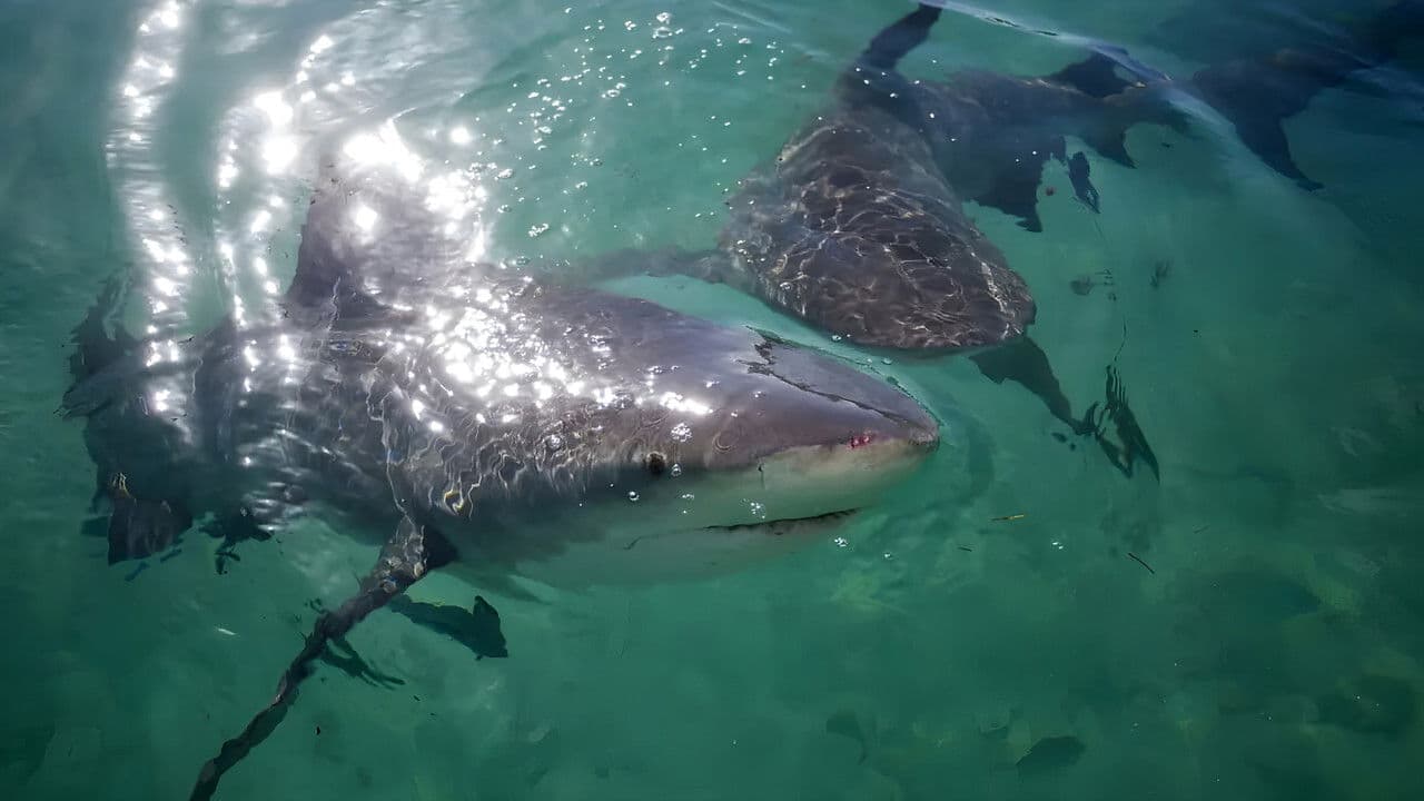 Backdrop – Jungle Shark