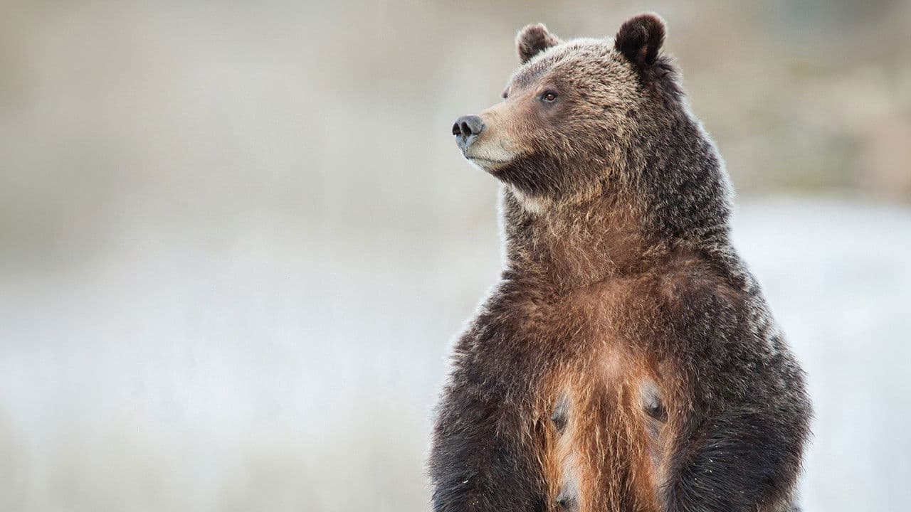 Backdrop – Grizzly 399: Queen of the Tetons