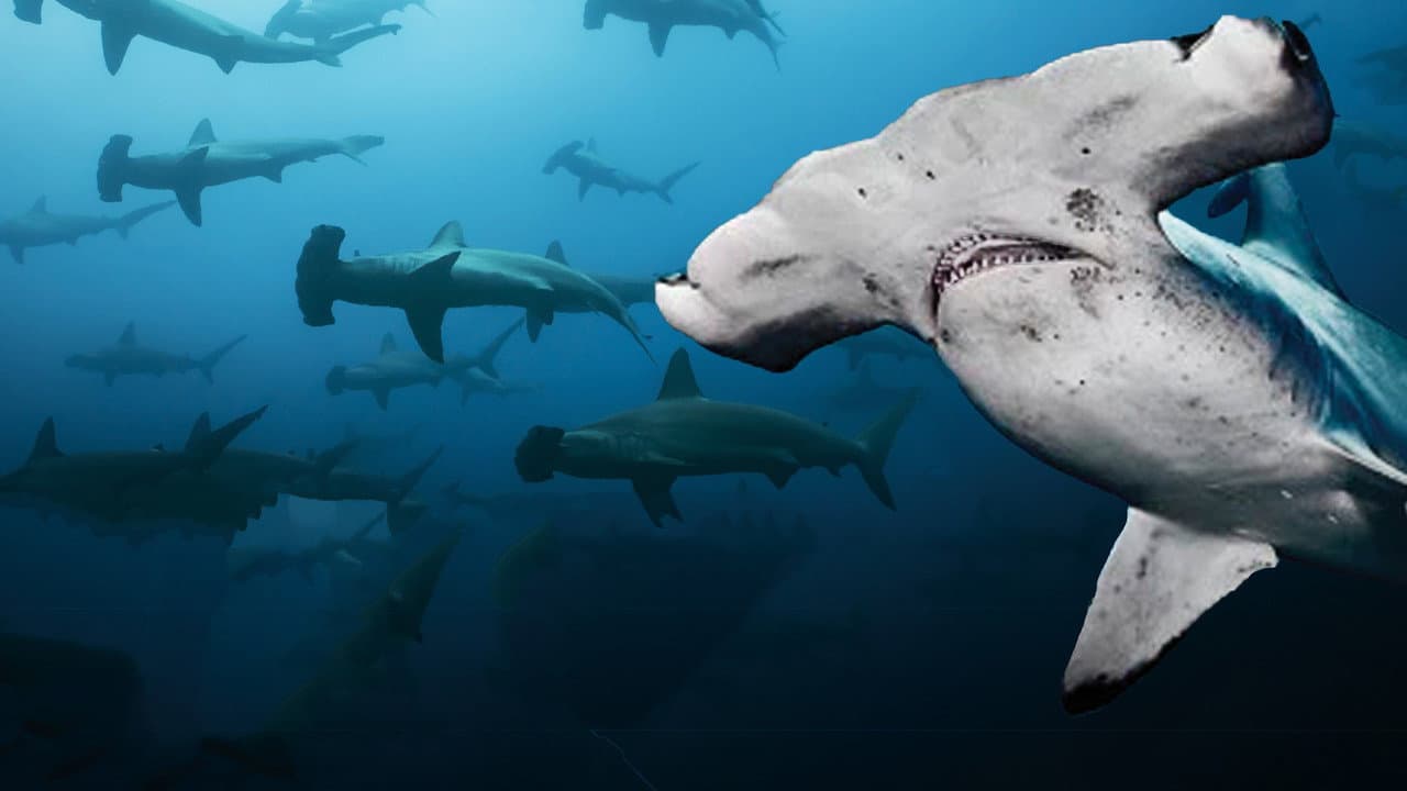 Backdrop – Galapagos Realm Of Giant Sharks