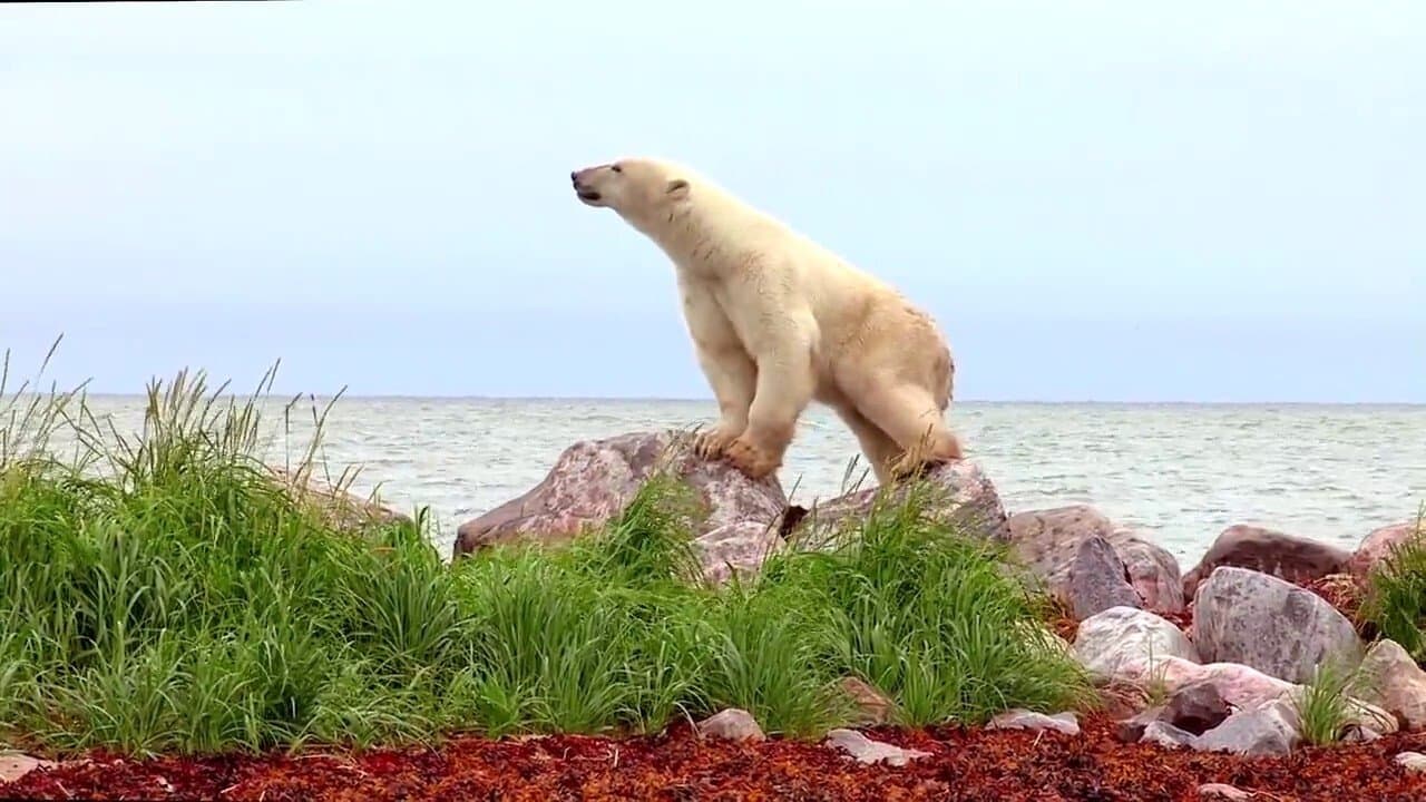 Backdrop – Eisbären 3D