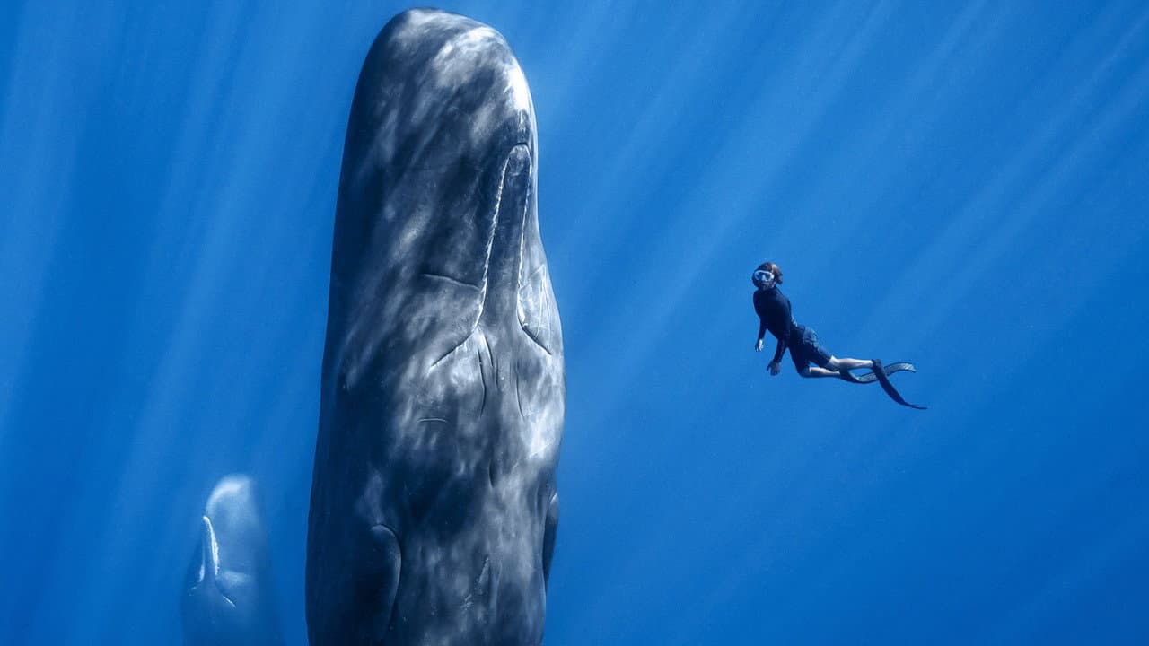 Backdrop – Patrick and the Whale - Eine außergewöhnliche Freundschaft