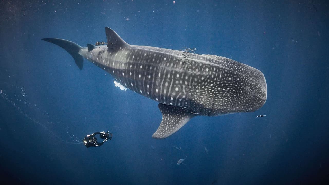 Backdrop – Au plus près des requins