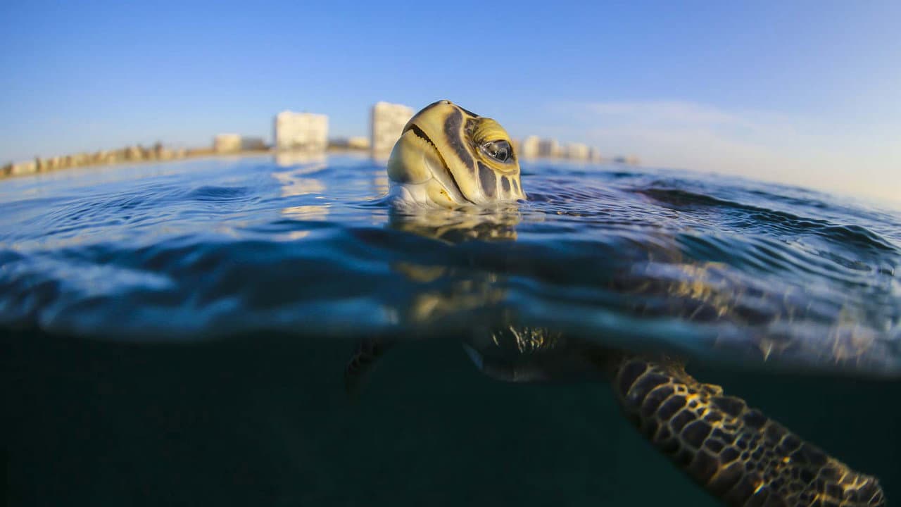 Backdrop – Troubled Waters: A Turtle's Tale