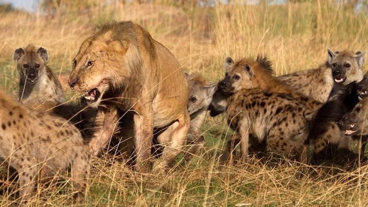 Backdrop – Löwe vs. Hyäne: Ewige Feinde
