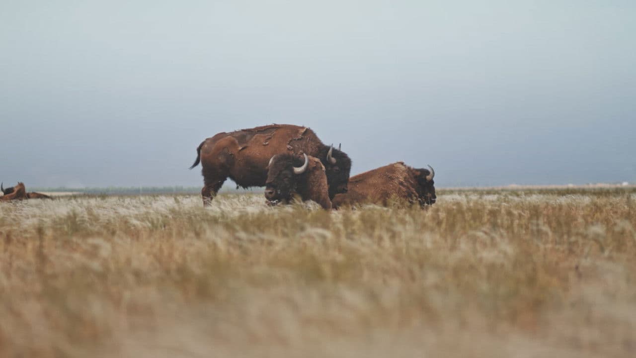 Backdrop – Заповідник Асканія