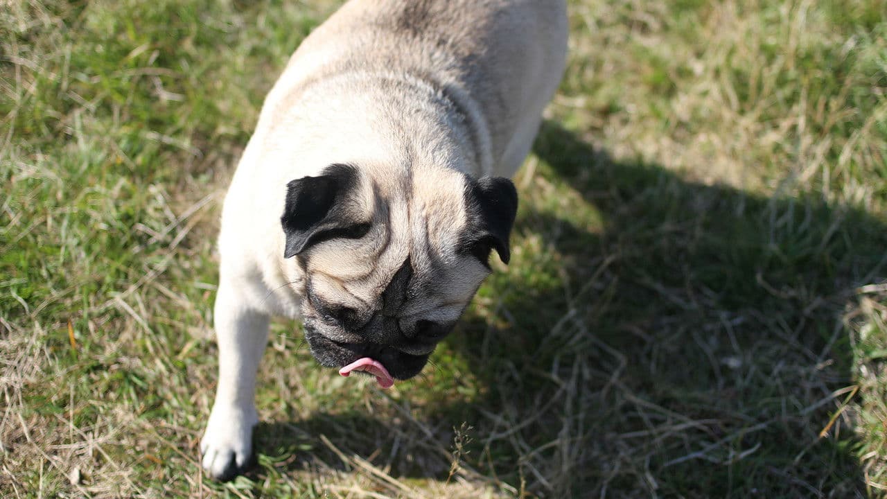 Backdrop – Perspective