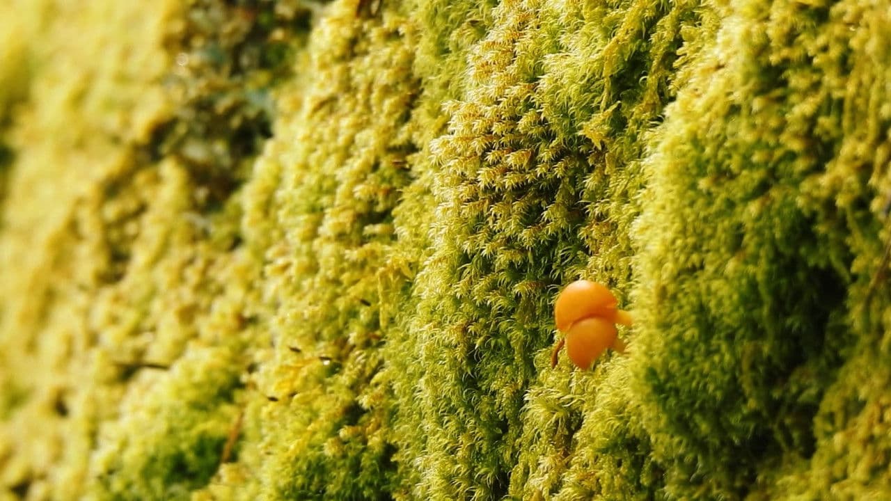 Backdrop – Respira